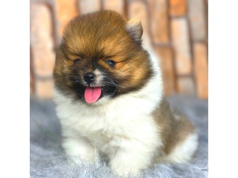 Ayıcık suratlı pomeranian boo