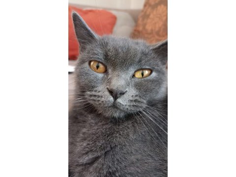 Dişi 2 yaşında british shorthair