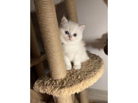 British shorthair golden point dişi erkek bebeklerim