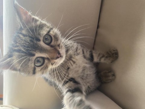 Ücretsiz tekir kedi sahiplenme