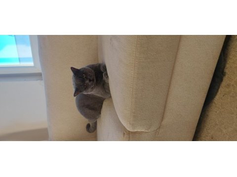British shorthair erkek tosun gibi