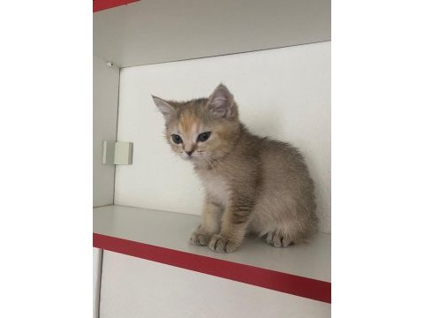 Safkan british shorthair