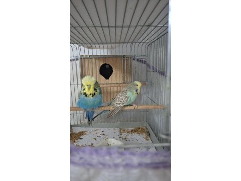 Show jumbo muhabbet kuşu