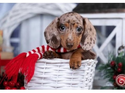Dacshund (sosis) nadir bulunan türkiyede tek yavrular