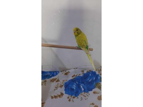 3 aylık yavru muhabbet kuşu egitmelik konuşturulmalık