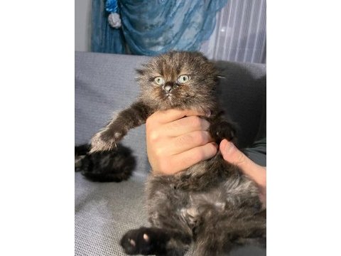 Tatlı scottish fold yavrularımız