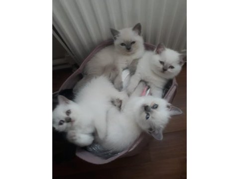 British blue point