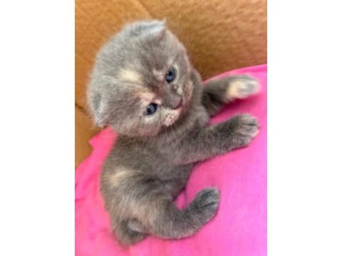 Scottish fold dişi 46 günlük