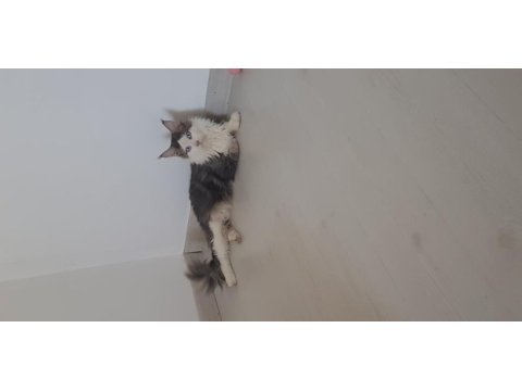 Şecereli main coon çifti