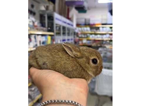 Cüce tavşanlar netherland dwarf yavrularımız
