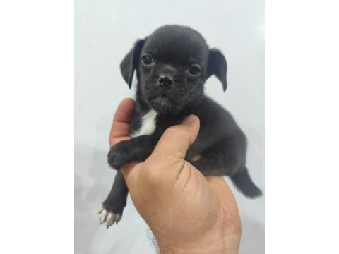 2 aylık dişi pug mops