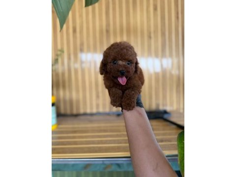 Toy poodle bebekler referans yavru