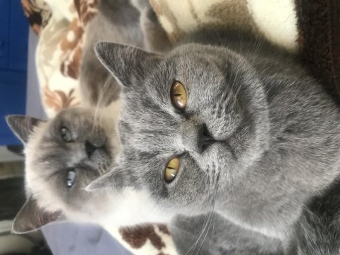 Çift kediler yeni evlerini bekliyor