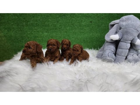Bizimle iletişime geçmeden karar vermeyin poodle