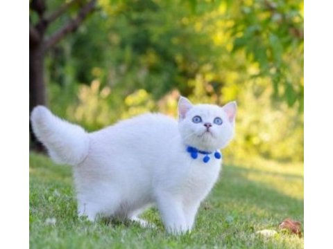 British shorthair dişi