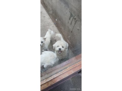 Maltese terrier sıfır numara köpeklerimiz
