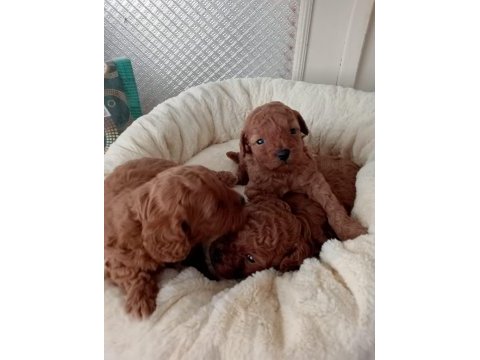 Güzel poodle bebekler