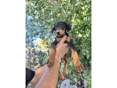 Doberman yavrularımız bursa türkiye tüm iller