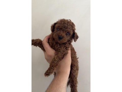 Red brown toy poodle