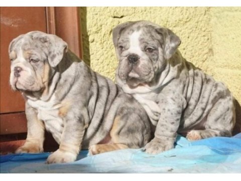 Renkli ingiliz bulldog çocuklar