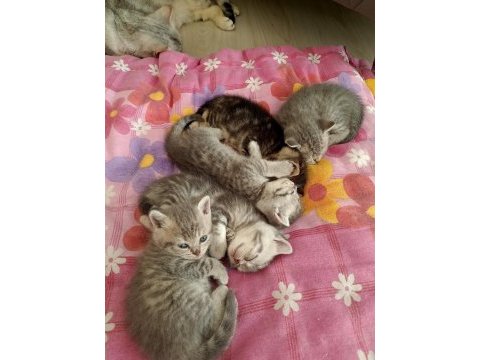 British shorthair bebişlerimizi sahiplendiriyoruz