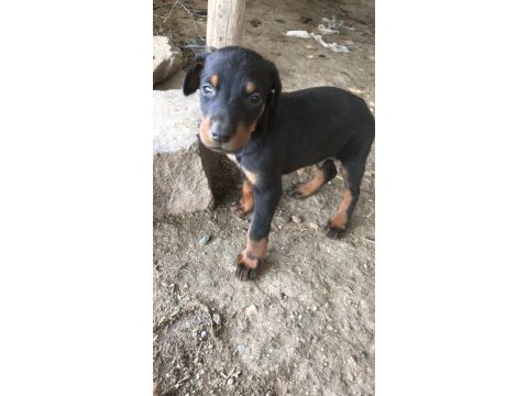 Doberman 35 günlük dişi