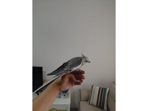 Çok konuşan geveze full evcil sultan papağanı