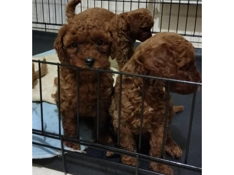 Şecereli red brown kore toy poodle yavruları