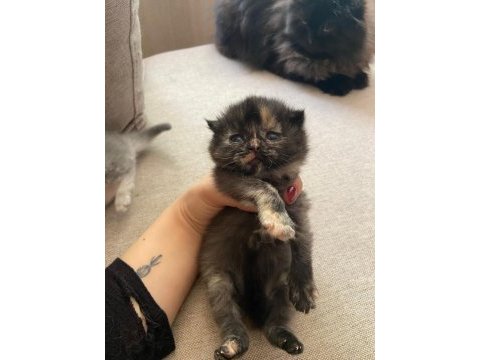 British longhair 2 adet yavru verilecek