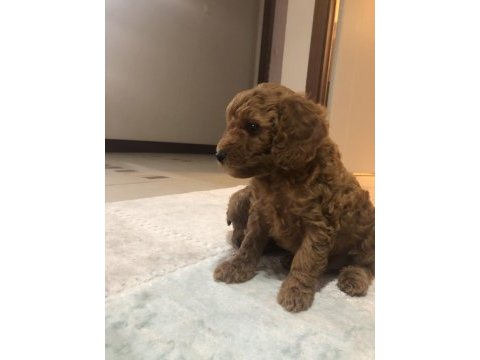 Orjinal toy poodle