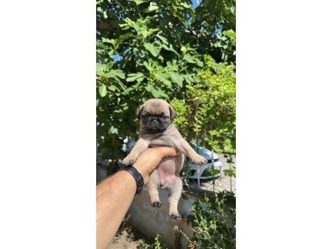Oyuncu sevimli pug bebekler