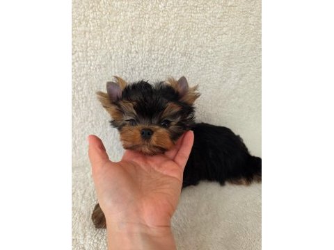 Şecere evraklı yorkshire terrier bebekler