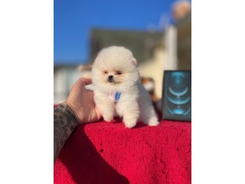 Pomeranian teddy face yavrular
