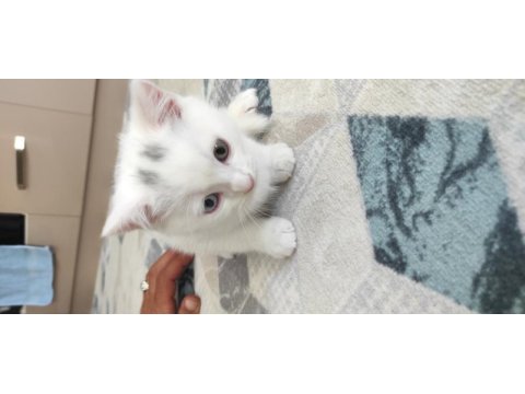 2 aylık 3 erkek yavru british shorthair