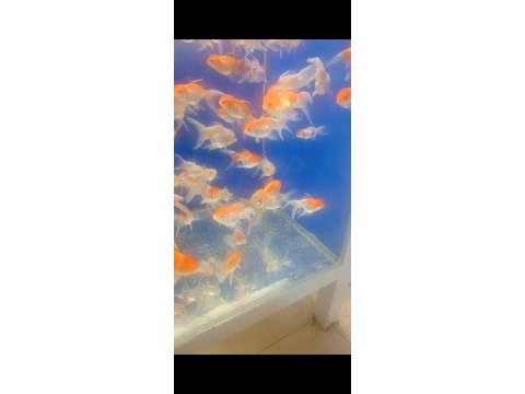 Oranda balıklarımız