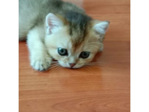 Safkan british shorthair yavruları
