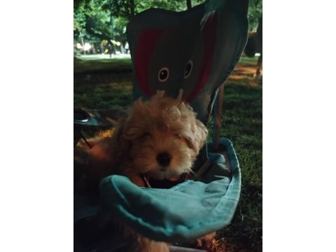 Maltipoo yavru köpeğim