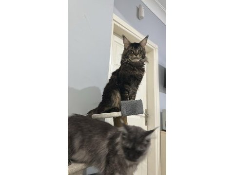 Şecereli çift maine coon
