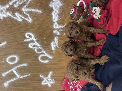 Yeni yıl bebekleri poodle