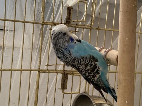 Show jumbo muhabbet kuşu
