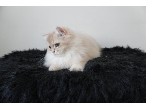 Safkan british longhair erkek yavru