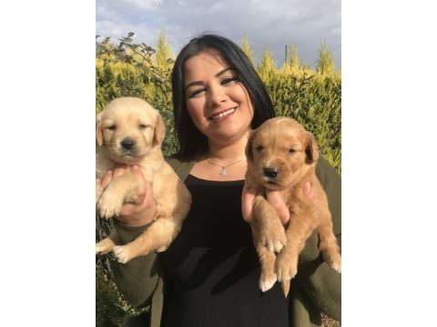 Baby face golden retriever yavrularım