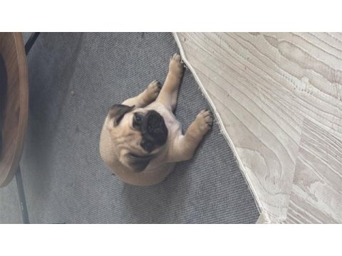 Pug yavru sahibinden sahiplendirme ücretli
