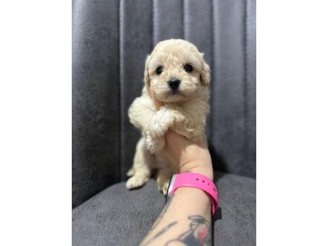 Her renk maltipoo yavrumuzu canlı görebilirsiniz
