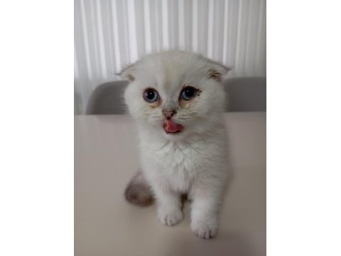 Scottish fold silver point