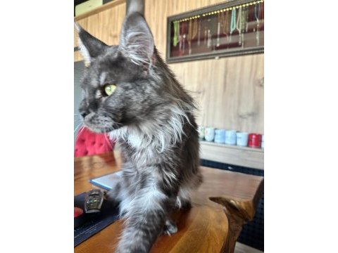 Orjinal saf kan full secereli parmak main coon