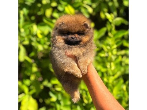 Pomeranian bebek suratımız yeni yuvasını arıyor