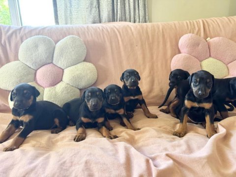 Sağlıklı doberman yavrular