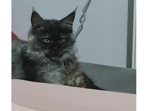 Acil 3 aylık uygun maine coon black smoke erkek