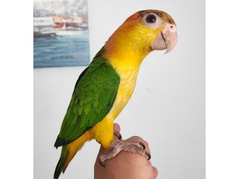 Full evcil caique bebekler